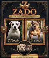 Uno , a female American Bully for sale in Bronx, NY – 6 of 7