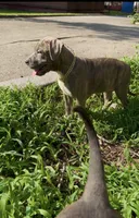 Uno , a female American Bully for sale in Bronx, NY – 3 of 7