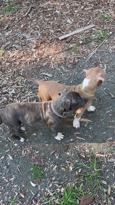 Smokey , a male American Bully for sale in Bronx, NY – 5 of 5