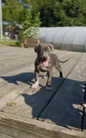 Venom Girl , a female American Bully for sale in Bronx, NY – 5 of 5