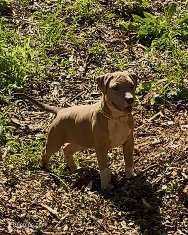 Boom  – American Bully puppy for sale in Bronx, NY