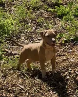 Boom , a male American Bully for sale in Bronx, NY – 1 of 5