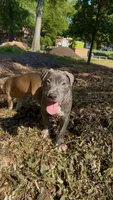 Smokey , a male American Bully for sale in Bronx, NY – 3 of 5