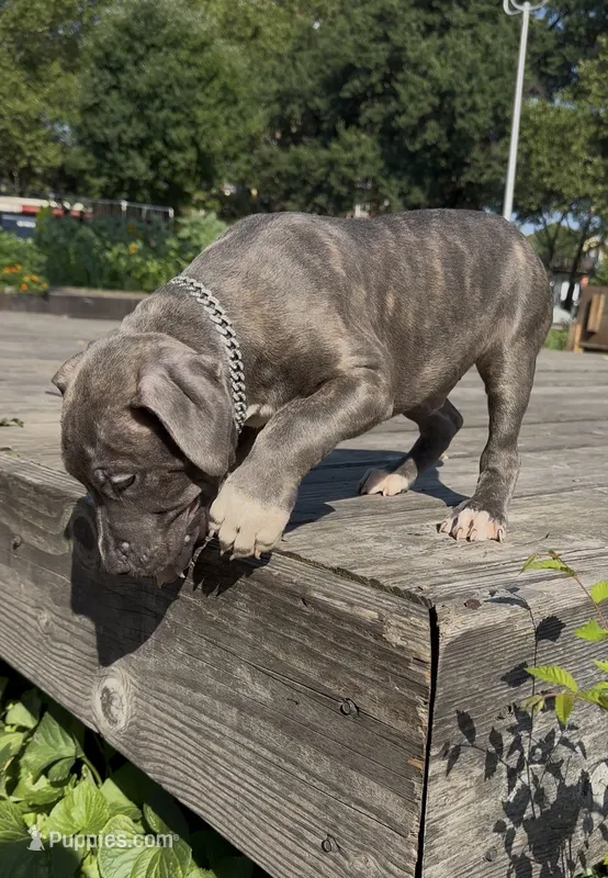 Smokey  – American Bully puppy for sale in Bronx, NY
