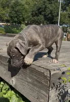 Smokey , a male American Bully for sale in Bronx, NY – 1 of 5