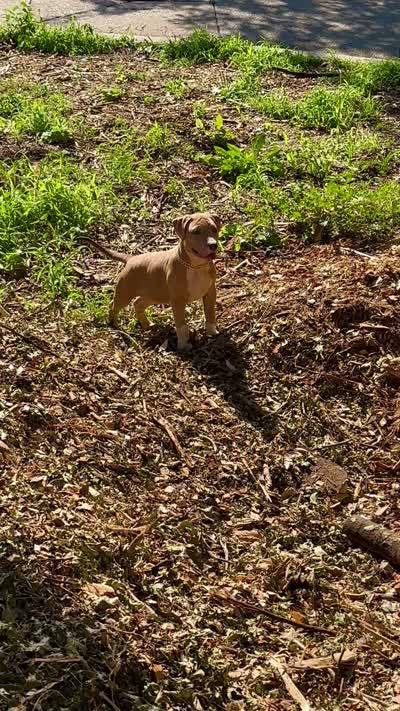 Boom , a male American Bully for sale in Bronx, NY – 5 of 5
