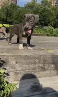 Venom Girl , a female American Bully for sale in Bronx, NY – 3 of 5