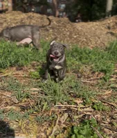 Venom Girl , a female American Bully for sale in Bronx, NY – 1 of 5