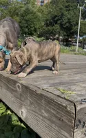 Uno , a female American Bully for sale in Bronx, NY – 2 of 7