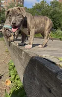 Uno , a female American Bully for sale in Bronx, NY – 5 of 7