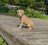 Boom , a male American Bully for sale in Bronx, NY – 2 of 5