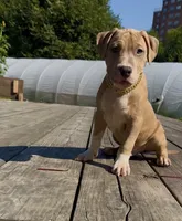 Boom , a male American Bully for sale in Bronx, NY – 3 of 5