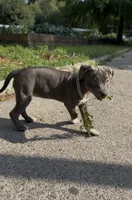 Venom Girl , a female American Bully for sale in Bronx, NY – 2 of 5