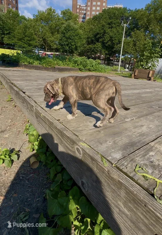 Uno  – American Bully puppy for sale in Bronx, NY