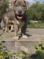 Uno , a female American Bully for sale in Bronx, NY – 4 of 7
