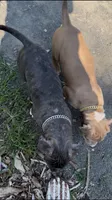Smokey , a male American Bully for sale in Bronx, NY – 2 of 5