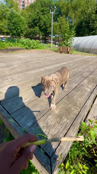 Uno , a female American Bully for sale in Bronx, NY – 7 of 7