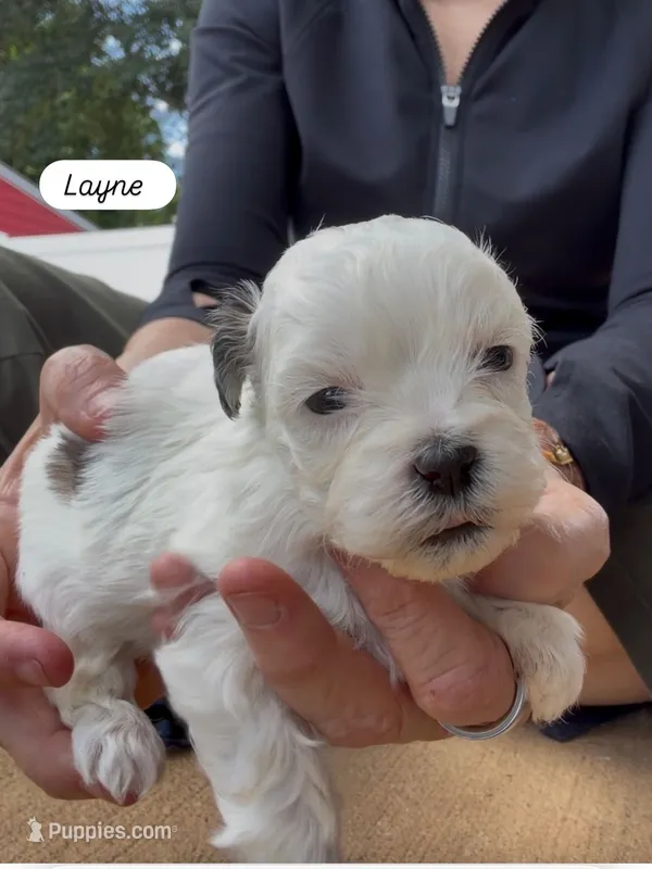 Layne – Shihpoo puppy for sale in Nashville, TN