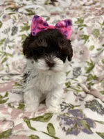 Rory, a female Shihpoo for sale in Nashville, TN – 2 of 2
