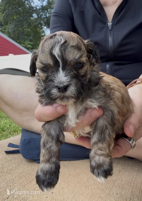 Gilmore – Shihpoo puppy for sale in Nashville, TN