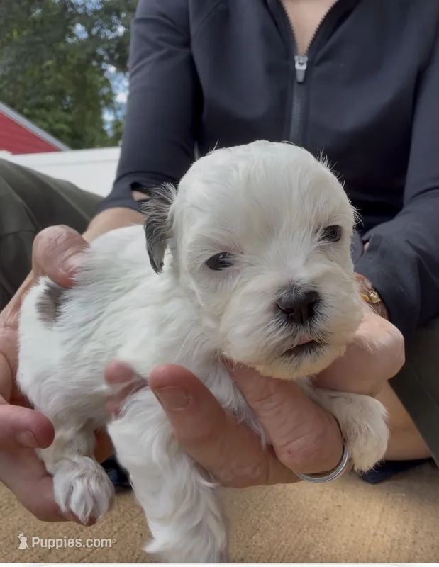 Layne – Shihpoo puppy for sale in Nashville, TN