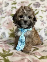 Gilmore, a male Shihpoo for sale in Nashville, TN – 3 of 3