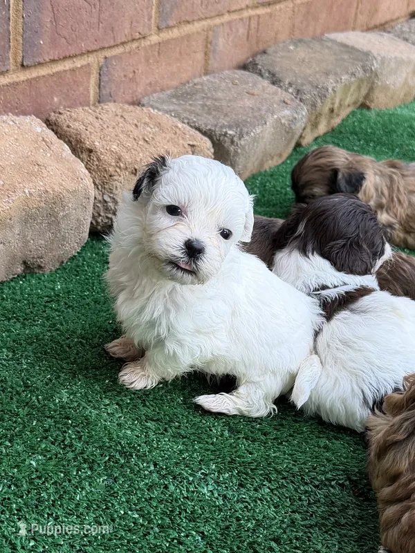 Layne – Shihpoo puppy for sale in Nashville, TN