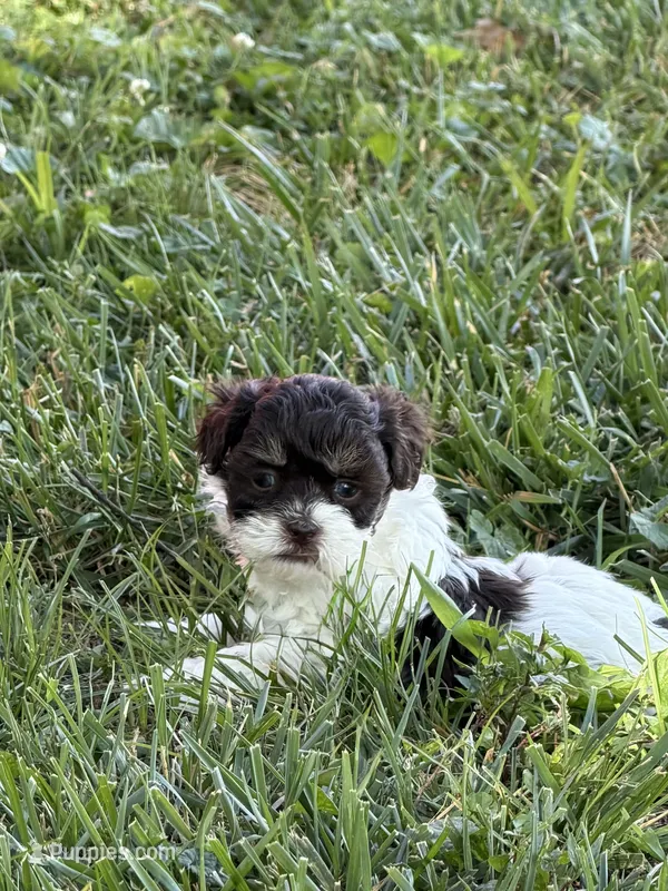 Rory – Shihpoo puppy for sale in Nashville, TN