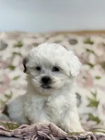 Layne, a female Shihpoo for sale in Nashville, TN – 3 of 3