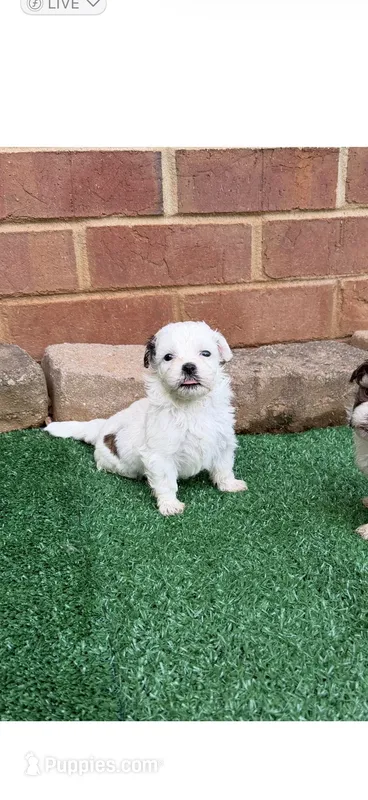 Layne – Shihpoo puppy for sale in Nashville, TN
