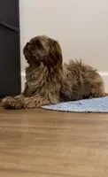 Cocoa, a female Shih Tzu for sale in Nashville, TN – 1 of 6