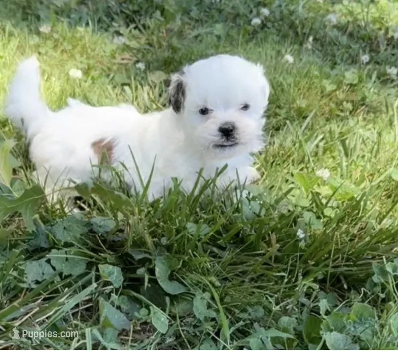 Layne – Shihpoo puppy for sale in Nashville, TN