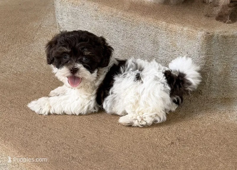 Rory – Shihpoo puppy for sale in Nashville, TN
