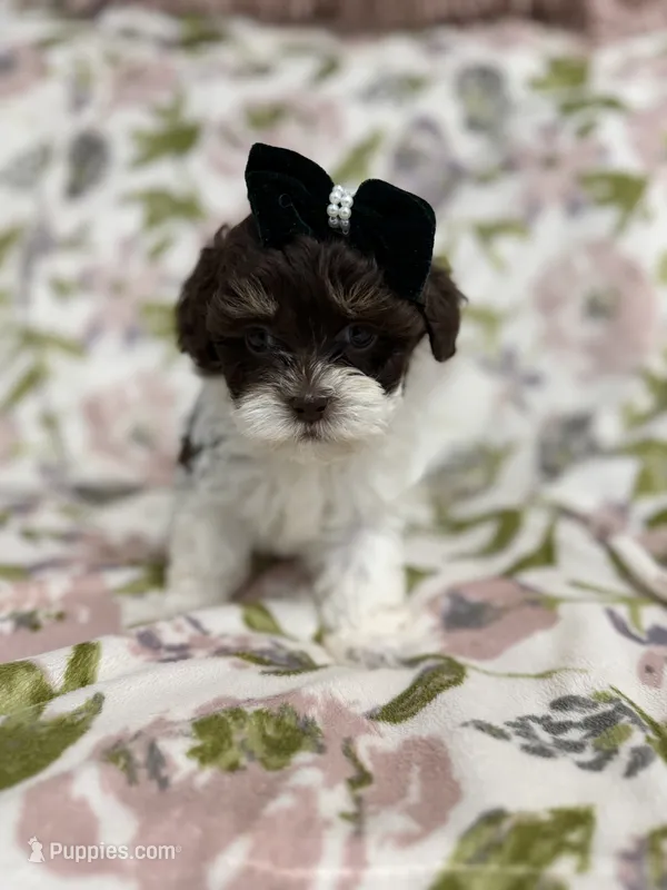 Rory – Shihpoo puppy for sale in Nashville, TN