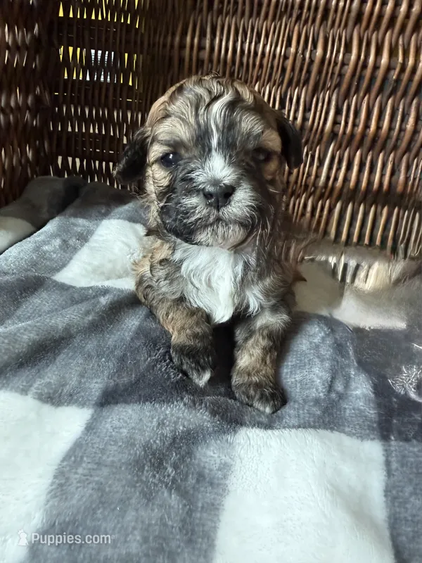Gilmore – Shihpoo puppy for sale in Nashville, TN