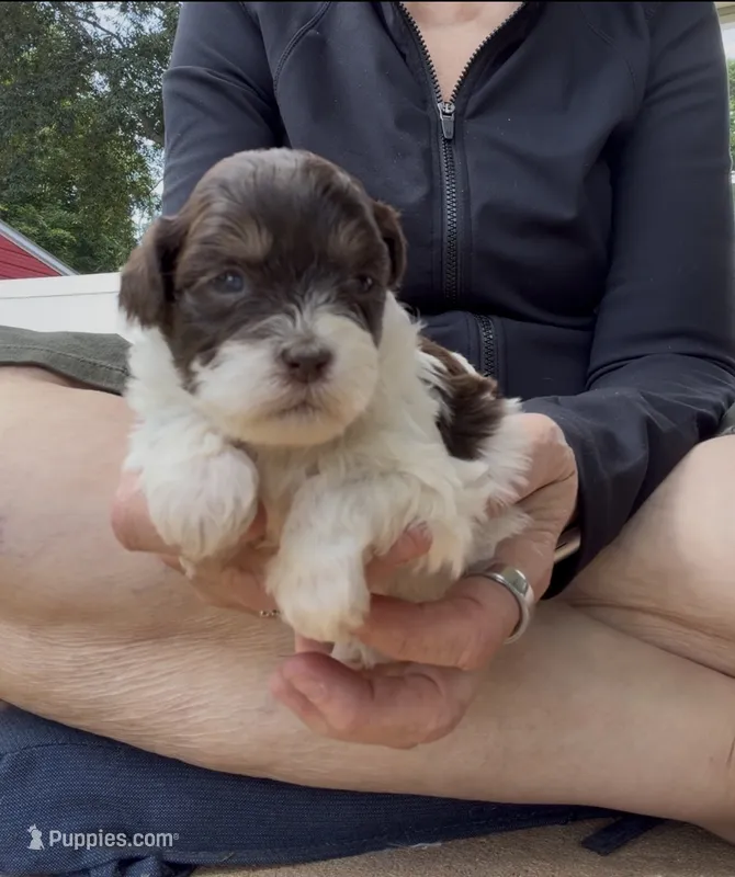 Rory – Shihpoo puppy for sale in Nashville, TN
