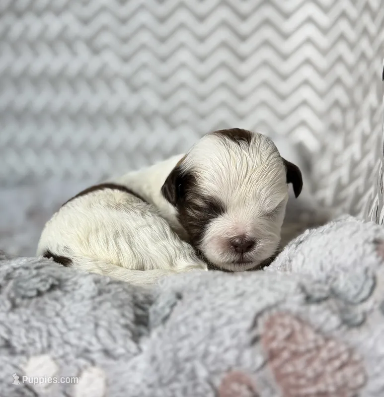 Suki – Shihpoo puppy for sale in Nashville, TN