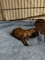 Luke, a male Shihpoo for sale in Nashville, TN – 3 of 3