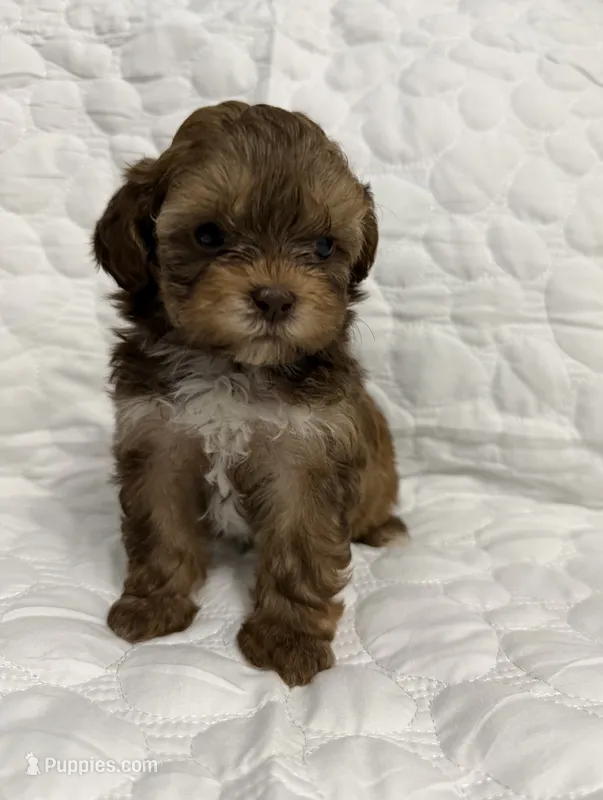 Lorilie  – Shihpoo puppy for sale in Nashville, TN