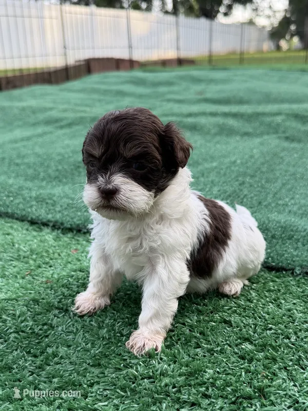Rory – Shihpoo puppy for sale in Nashville, TN