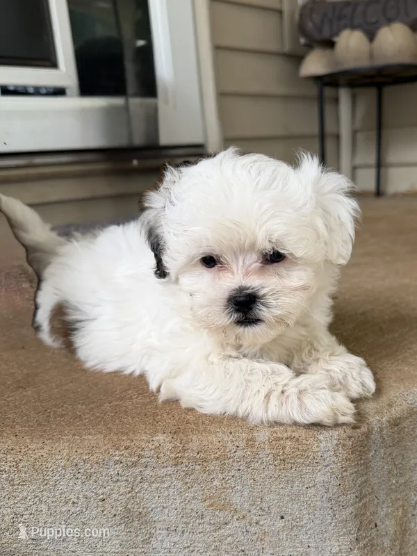 Layne – Shihpoo puppy for sale in Nashville, TN