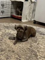 Cocoa, a female Shih Tzu for sale in Nashville, TN – 2 of 6