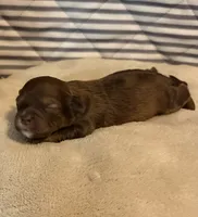 Lorilie , a male Shihpoo for sale in Nashville, TN – 1 of 2