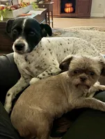 Cocoa, a female Shih Tzu for sale in Nashville, TN – 3 of 6