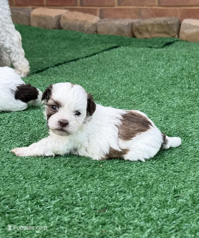 Suki – Shihpoo puppy for sale in Nashville, TN