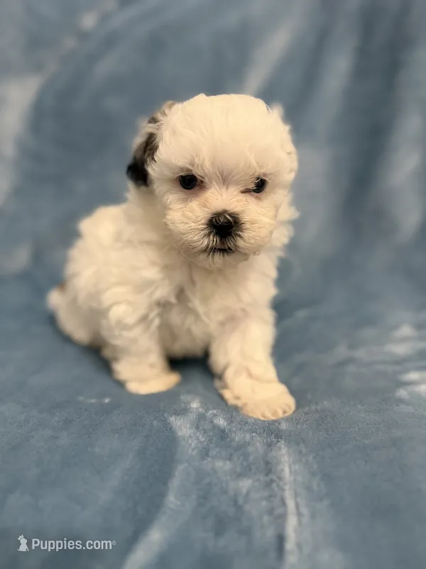 Layne – Shihpoo puppy for sale in Nashville, TN