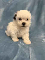 Layne, a female Shihpoo for sale in Nashville, TN – 2 of 3
