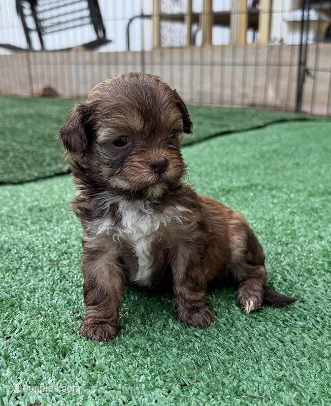 Lorilie  – Shihpoo puppy for sale in Nashville, TN