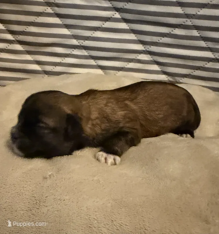 Luke – Shihpoo puppy for sale in Nashville, TN