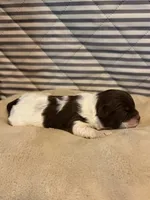 Rory, a female Shihpoo for sale in Nashville, TN – 2 of 2
